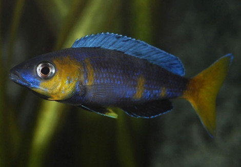 Cyprichromis Sp. Jumbo Kitumba 6-8Cm