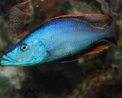 Dimidiochromis Compressiceps 3Cm