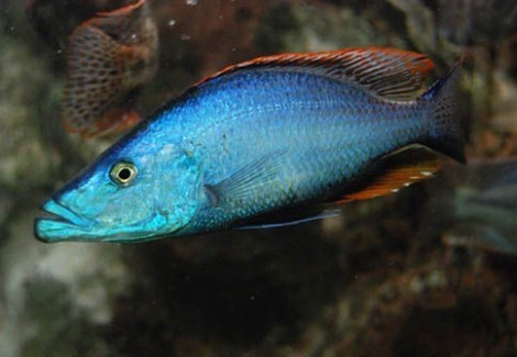 Dimidiochromis Compressiceps 3Cm