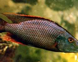 Dimidiochromis Compressiceps Red 4-5Cm