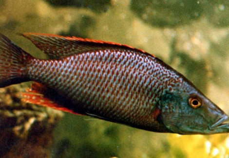 Dimidiochromis Compressiceps Red 4-5Cm