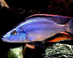 Dimidiochromis Compressiceps Zaire 4,5-5,5Cm