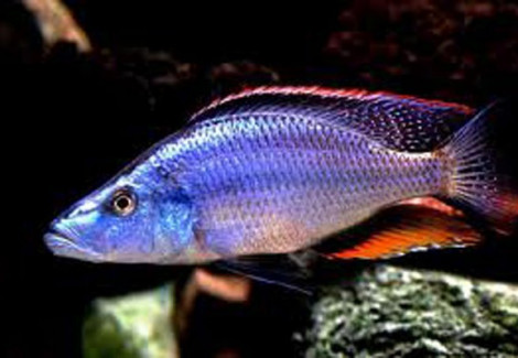 Dimidiochromis Compressiceps Zaire 4,5-5,5Cm