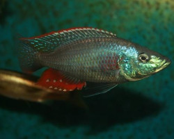 Dimidiochromis Strigatus 3,5-4Cm