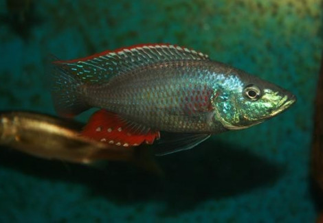 Dimidiochromis Strigatus 3,5-4Cm