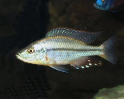 Dimidiochromis Strigatus 5-5,5Cm