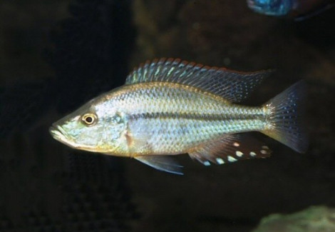 Dimidiochromis Strigatus 5-5,5Cm