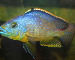 Eclectochromis Lobochilus/Protomelas Hertae 4-5Cm