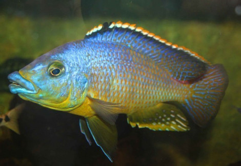 Eclectochromis Lobochilus/Protomelas Hertae 4-5Cm