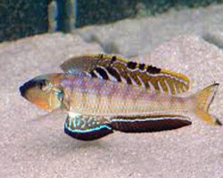 Enantiopus/Xenotilapia Melanogenys 3-3,5Cm