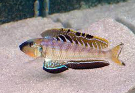 Enantiopus/Xenotilapia Melanogenys 3-3,5Cm