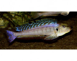 Enantiopus/Xenotilapia Melanogenys Karema 4Cm