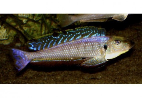 Enantiopus/Xenotilapia Melanogenys Karema 4Cm