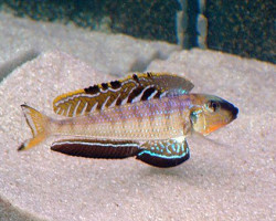 Enantiopus/Xenotilapia Melanogenys Utinta 4-5Cm