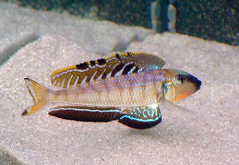 Enantiopus/Xenotilapia Melanogenys Utinta 4-5Cm