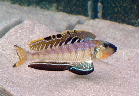 Enantiopus/Xenotilapia Melanogenys Utinta Orange 4-5Cm