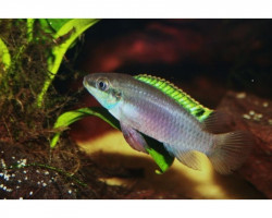 Enigmatochromis Lucanusi 3-3,5Cm