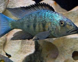 Fossorochromis Rostratus 4Cm