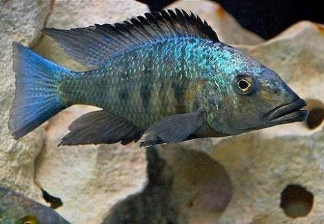 Fossorochromis Rostratus 4Cm