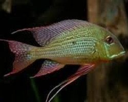 Geophagus Altifrons Tromtebas 8-10Cm"