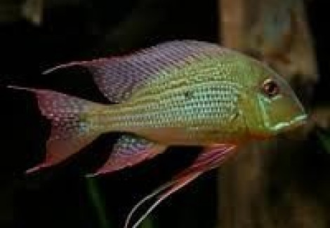 Geophagus Altifrons Tromtebas 8-10Cm"