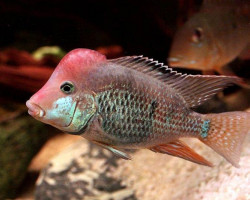 Geophagus Brasiliensis 4