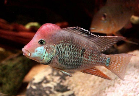 Geophagus Brasiliensis 4