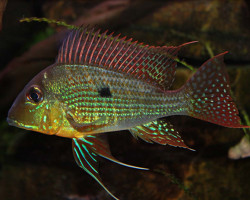 Geophagus Proximus 4-5Cm