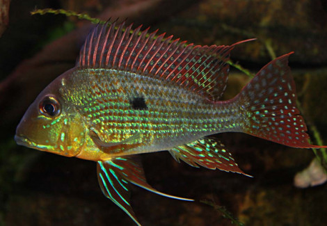 Geophagus Proximus 4-5Cm