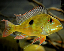 Geophagus Sp. Rio Negro 4Cm