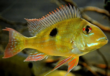 Geophagus Sp. Rio Negro 4Cm