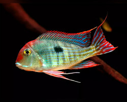 Geophagus Sp. Tapajos Red Head 4-5