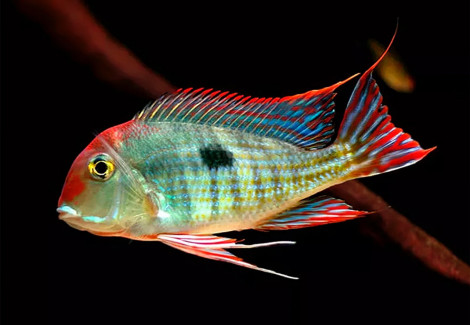 Geophagus Sp. Tapajos Red Head 4-5