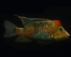 Geophagus Steindachneri 4-5