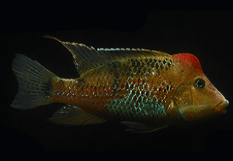 Geophagus Steindachneri 4-5