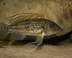 Gnathochromis Permaxillaris 5,5-7