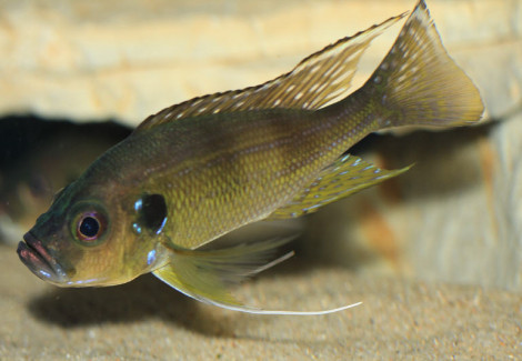 Greenwoodchromis Bellcrossi 4-5