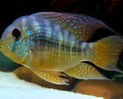 Gymnogeophagus Balzanii 4,5-5,5