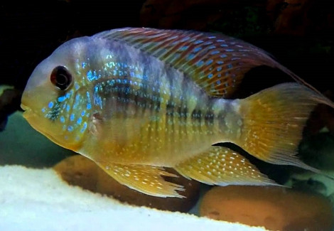 Gymnogeophagus Balzanii 4,5-5,5