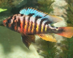 Haplochromis Crimson Tide 4