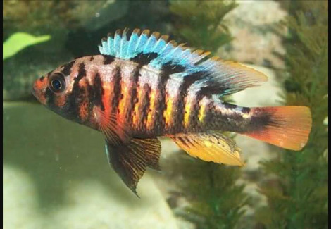 Haplochromis Crimson Tide 4