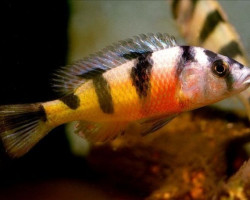 Haplochromis Latifasciatus 4Cm