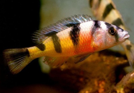 Haplochromis Latifasciatus 4Cm