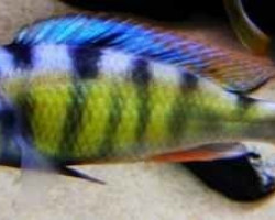 Haplochromis Migory 4-5Cm