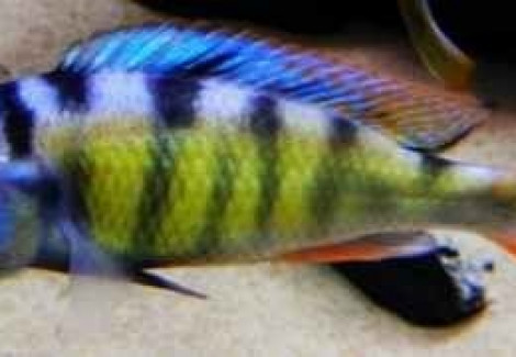 Haplochromis Migory 4-5Cm