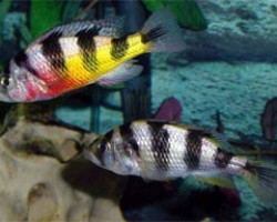 Haplochromis Obliquidens 4-4,5Cm