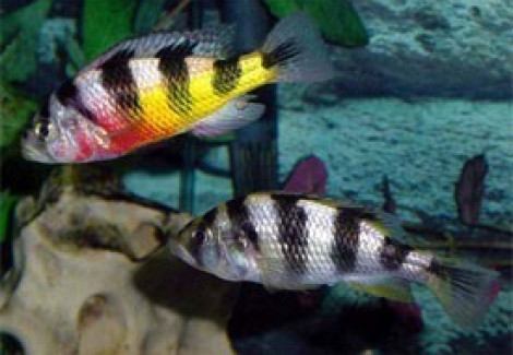 Haplochromis Obliquidens 4-4,5Cm