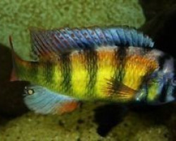 Haplochromis Obliquidens Zebra 3