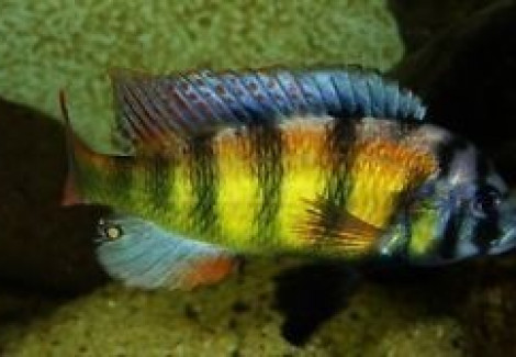 Haplochromis Obliquidens Zebra 3