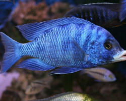 Haplochromis Phenochilus 4-5